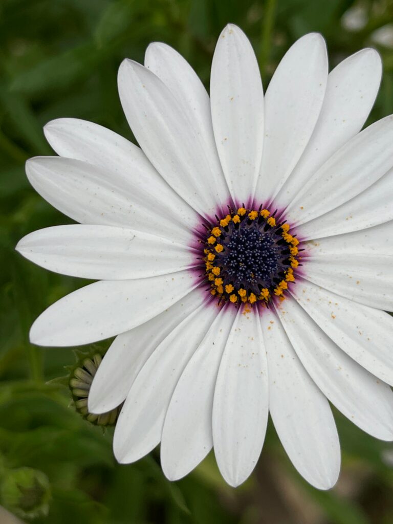 purple flower symbolizing the guilt of feeling like the problem child